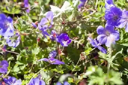 GERANIUM 'Rozanne' - image 5