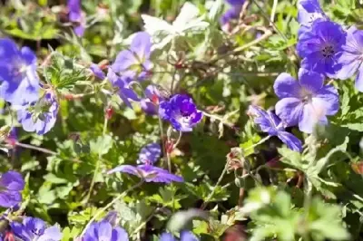 GERANIUM 'Rozanne' - image 5