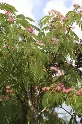 ALBIZIA julibrissin 'Ombrella' - image 6