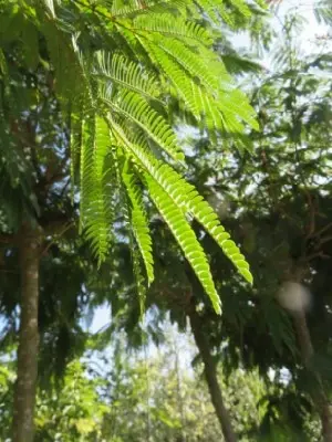 ALBIZIA julibrissin 'Ombrella' - image 7