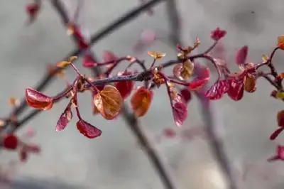 CERCIS canadensis 'Forest Pansy' - image 4