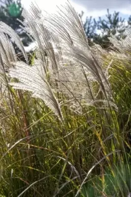 MISCANTHUS sinensis 'Adagio' - image 2