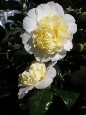 CAMELLIA japonica 'Brushfields Yellow' - image 1