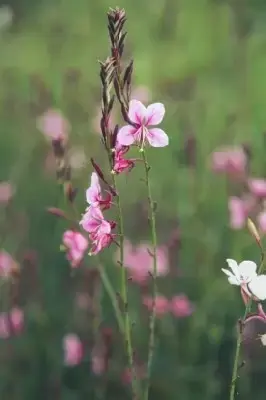 GAURA lindheimeri 'Siskiyou Pink' - image 2