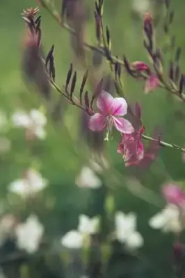 GAURA lindheimeri 'Siskiyou Pink' - image 3