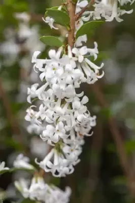 OSMANTHUS delavayi - image 2