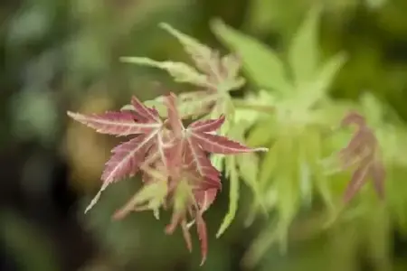 ACER palmatum 'Orange Dream' - image 7