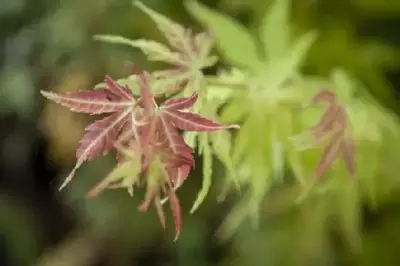 ACER palmatum 'Orange Dream' - image 8