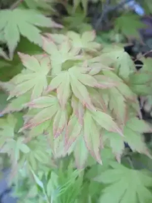 ACER palmatum 'Orange Dream' - image 3