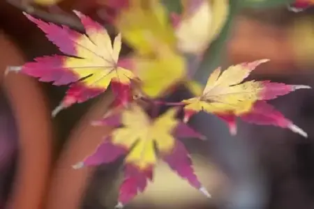 ACER palmatum 'Orange Dream' - image 5