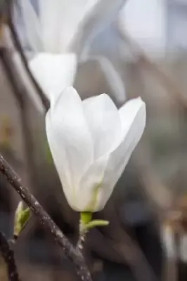 MAGNOLIA x soulangeana 'Alba Superba' - image 2