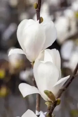 MAGNOLIA x soulangeana 'Alba Superba' - image 4