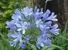 AGAPANTHUS africanus - image 2