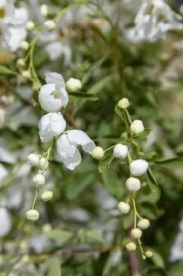 EXOCHORDA x macrantha 'The Bride' - image 2