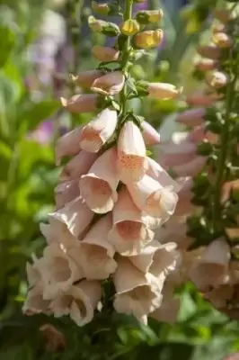 DIGITALIS purpurea 'Suttons Apricot' - image 2
