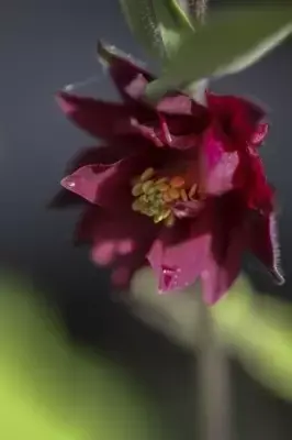 AQUILEGIA vulgaris stellata 'Ruby Port' - image 2