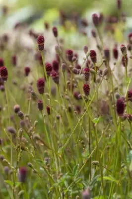 SANGUISORBA 'Tanna' - image 2