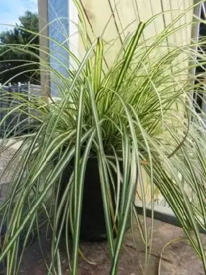 CAREX oshimensis 'Evergold' - image 3
