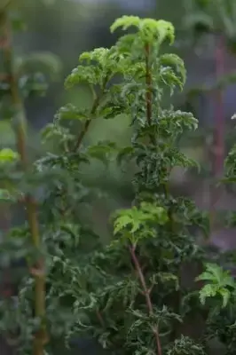 ACER palmatum 'Shishi-gashira' - image 5