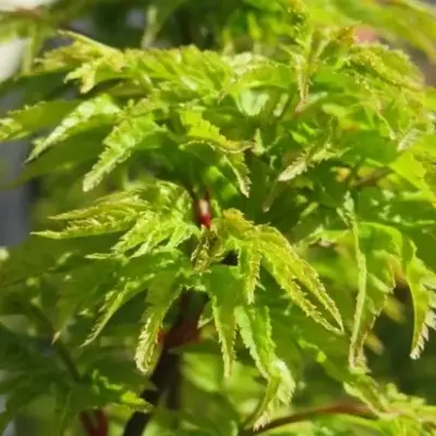 ACER palmatum 'Shishi-gashira' - image 3
