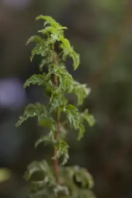 ACER palmatum 'Shishi-gashira' - image 4