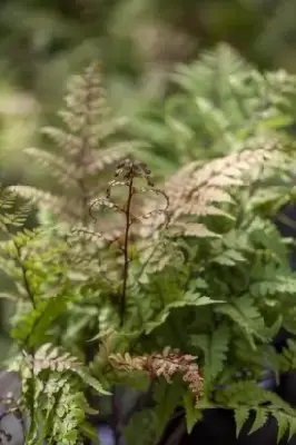 ATHYRIUM otophorum okanum - image 3