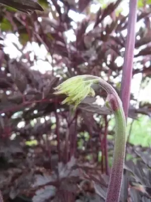 ACTAEA simplex 'Brunette' - image 2