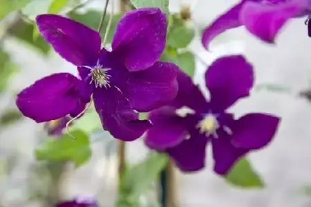 CLEMATIS 'Warszawska Nike' - image 2