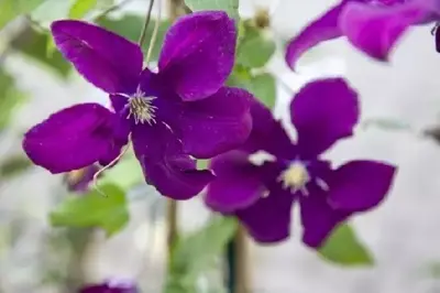 CLEMATIS 'Warszawska Nike' - image 2