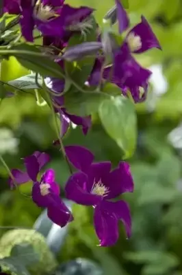 CLEMATIS 'Warszawska Nike' - image 3