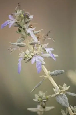 TEUCRIUM fruticans - image 2