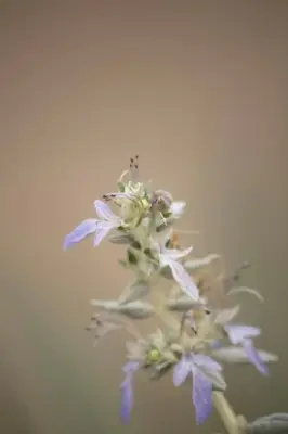 TEUCRIUM fruticans - image 3