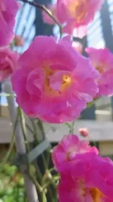 ROSA banksiae 'Rosea' - image 2