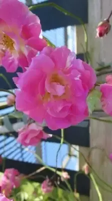 ROSA banksiae 'Rosea' - image 3