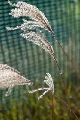 MISCANTHUS sinensis 'Kleine Fontane' - image 2