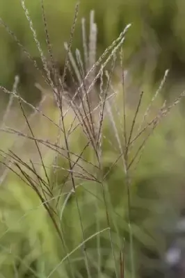 MISCANTHUS sinensis 'Kleine Fontane' - image 3