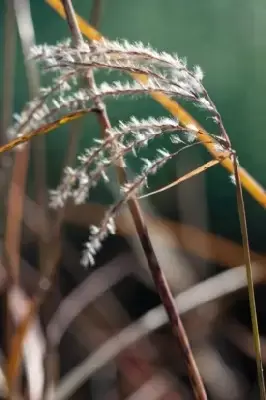 MISCANTHUS sinensis 'Kleine Fontane' - image 4