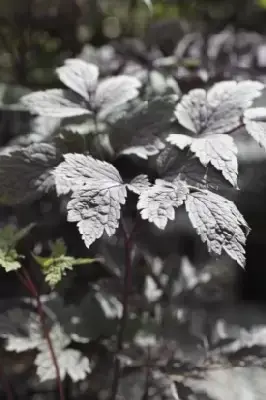 ACTAEA simplex 'Brunette' - image 3