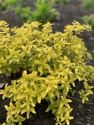 CARYOPTERIS clandonensis 'Sunny Blue' - image 2