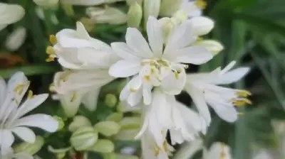 AGAPANTHUS 'Double Diamond' - image 2