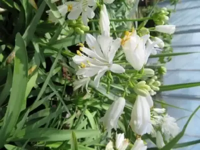 AGAPANTHUS 'Double Diamond' - image 3
