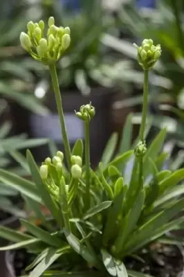 AGAPANTHUS 'Double Diamond' - image 4