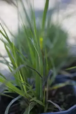 MOLINIA caerulea 'Moorhexe' - image 2