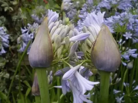 AGAPANTHUS 'Glen Avon' - image 2