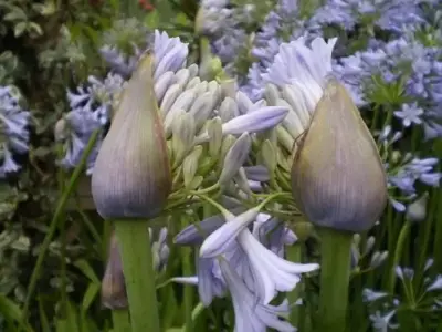 AGAPANTHUS 'Glen Avon' - image 2