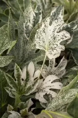 FATSIA japonica 'Spider's Web' - image 2