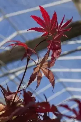 ACER palmatum 'Pixie' - image 2