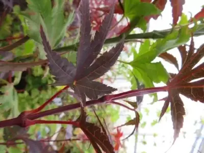 ACER palmatum 'Pixie' - image 3