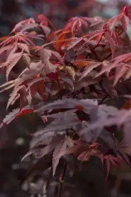 ACER palmatum 'Pixie' - image 5