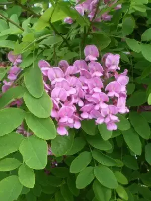 ROBINIA pseudoacacia 'Pink Cascade' - image 3